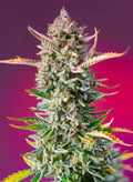 Gorilla Sherbet F1 Fast Version - Semi Stagionali