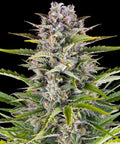 Gorilla Zkittlez Auto - Semi Autofiorenti
