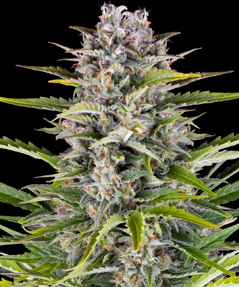 Gorilla Zkittlez Auto - Semi Autofiorenti
