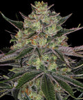 Gorilla Zkittlez - Semi Stagionali