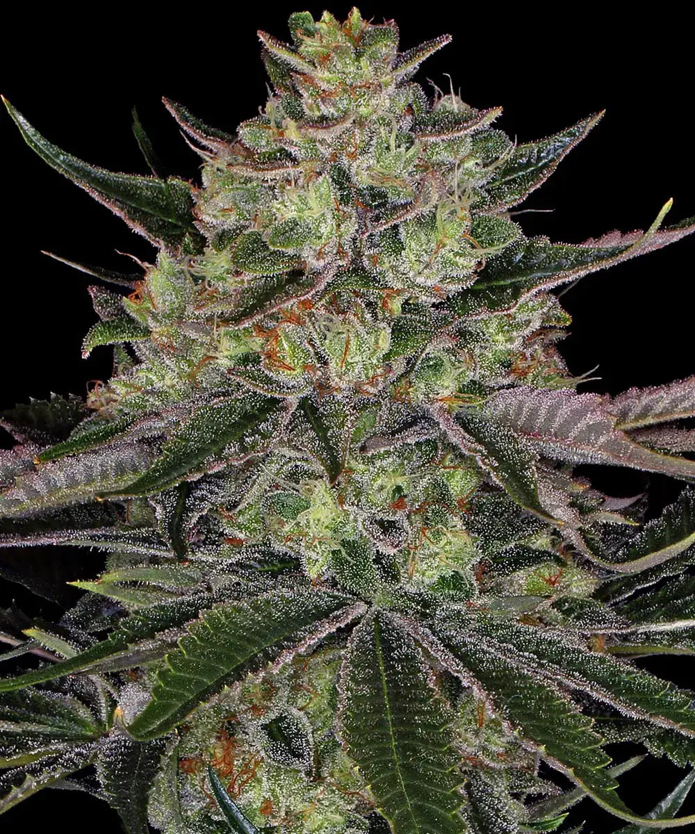 Gorilla Zkittlez - Semi Stagionali