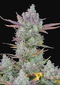 Gorilla Cookies Auto - Semi Autofiorenti