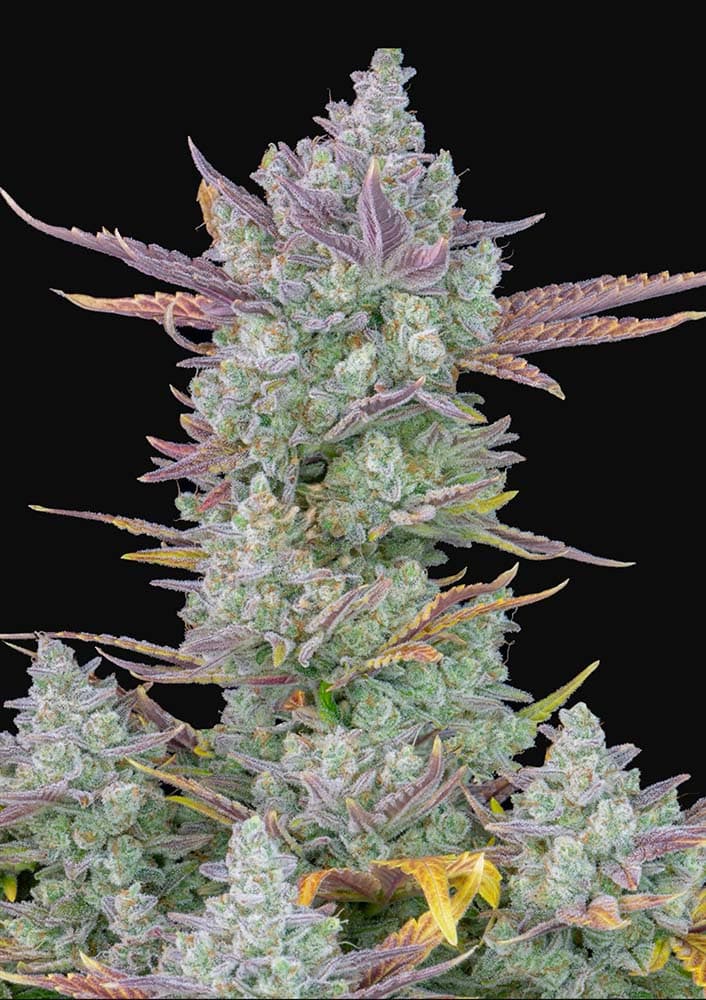 Gorilla Cookies Auto - Semi Autofiorenti