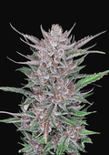 Gorilla Punch Auto - Autoflowering Seeds