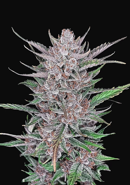 Gorilla Punch Auto - Autoflowering Seeds