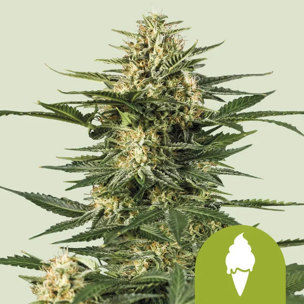 Green Gelato Automatic - Semi Autofiorenti