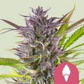 Green Gelato - Semi Stagionali