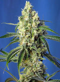 Green Poison CBD - Semi Stagionali