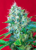 Green Poison - Semi Stagionali