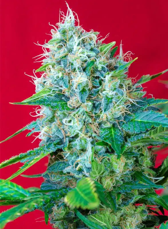 Green Poison - Semi Stagionali
