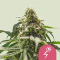 Green Crack Punch - Semi Stagionali