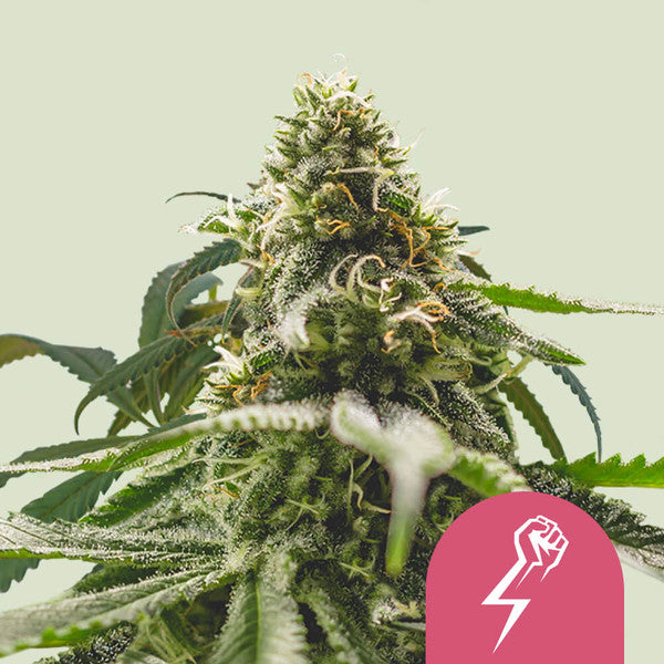 Green Crack Punch - Semi Stagionali