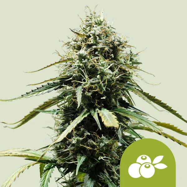 Haze Berry Automatic - Semi Autofiorenti