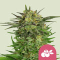 Haze Berry - Semi Stagionali