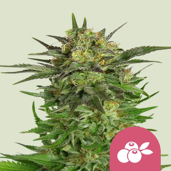 Haze Berry - Semi Stagionali