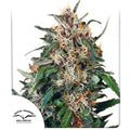 Hollands Hope - Semi-Seasonal Seeds