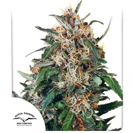 Hollands Hope - Semi-Seasonal Seeds