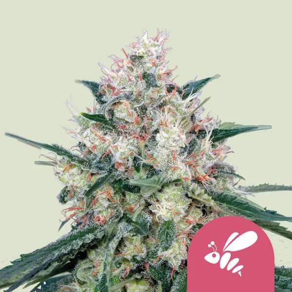 Honey Cream (Fast Flowering) - Semi Stagionali