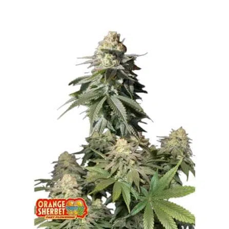 Orange Sherbet FF - Semi-Seasonal
