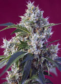 Indigo Berry Kush - Seasonal Seeds