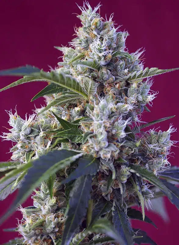 Indigo Berry Kush - Semi Stagionali