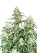 Jack Herer Auto Original - Semi Autofiorenti