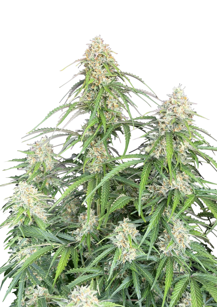 Jack Herer Auto Original - Semi Autofiorenti