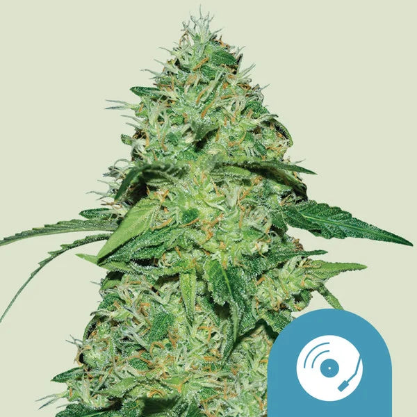 Joanne's CBD - Semi Stagionali