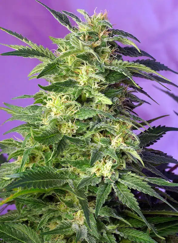 Killer Kush Auto - Semi Autofiorenti