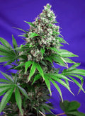 Killer Kush F1 Fast Version - Semi Stagionali