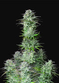 Kosher Cake Auto - Autoflowering Seeds