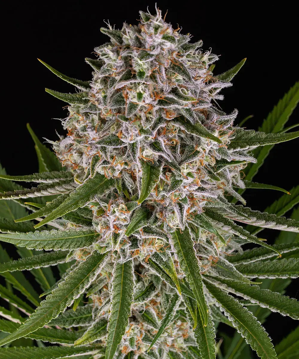LEMON HAZE AUTO