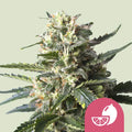 Lemon Shining Silver Haze - Semi Stagionali