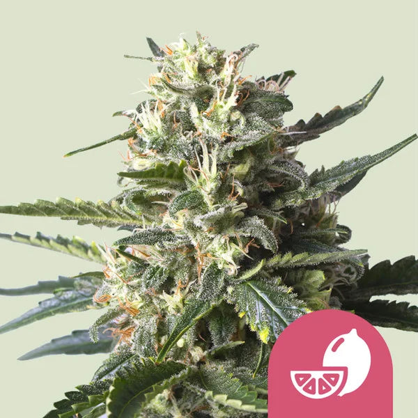 Lemon Shining Silver Haze - Semi Stagionali