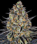 LSD - Seasonal Seeds