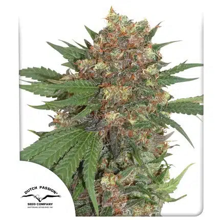 Master Kush - Seasonal Seeds