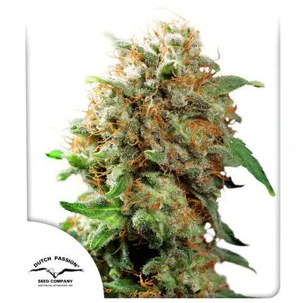 Mazar - Semi-Seasonal Seeds