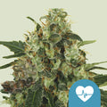 Medical Mass CBD - Semi Stagionali