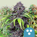 CBD Mix - Semi Stagionali