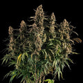 Medusa F1 - Autoflowering Seeds