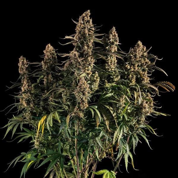 Medusa F1 - Autoflowering Seeds