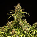 Milky Way F1 - Autoflowering Seeds