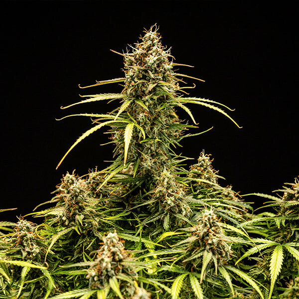 Milky Way F1 - Autoflowering Seeds