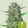 Mimosa Automatic - Semi-Autoflowering
