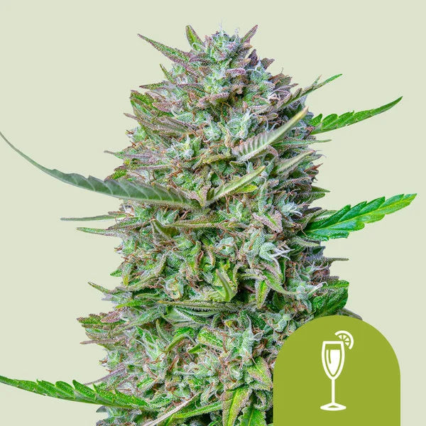 Mimosa Automatic - Semi-Autoflowering