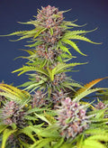 Mimosa Bruce Banner XL Auto - Semi Autofiorenti