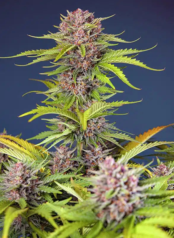 Mimosa Bruce Banner XL Auto - Semi Autofiorenti