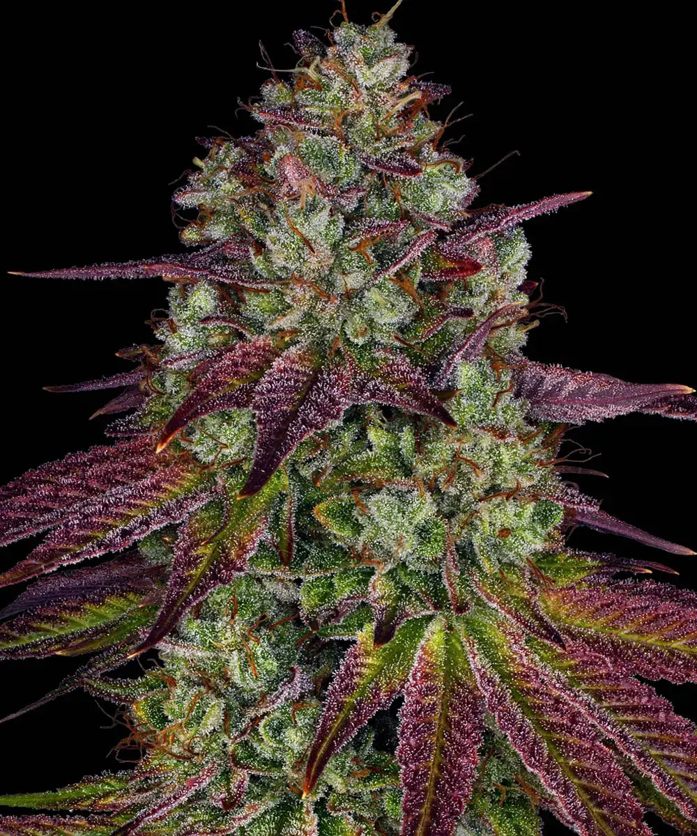 Mimosa EVO - Semi Stagionali