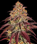 Mimosa x Orange Punch Auto - Autoflowering Seeds