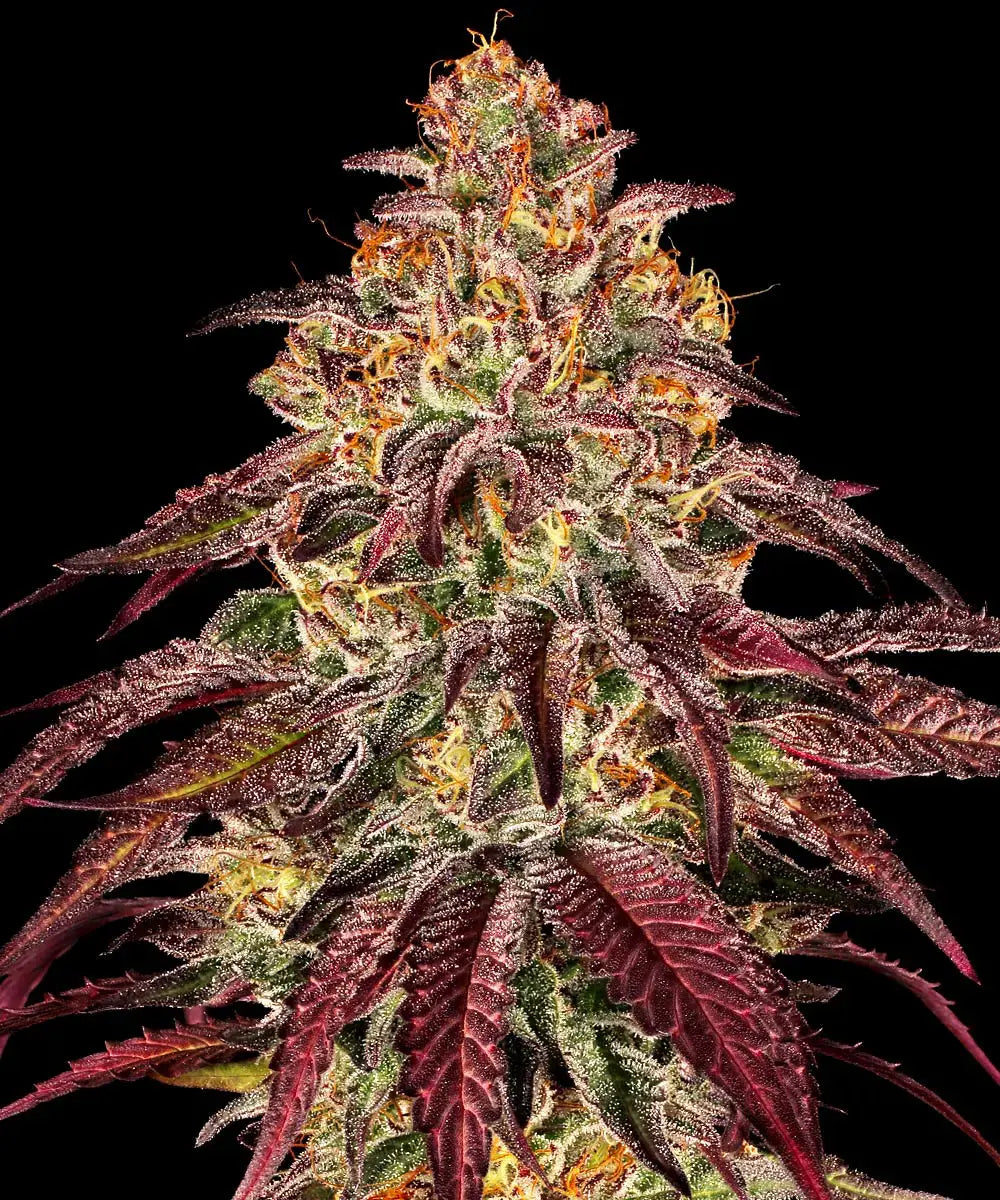 Mimosa x Orange Punch Auto - Autoflowering Seeds